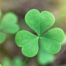 100 PCS Seeds Shamrock Oxalis Medicago Trifolium Flower 100 PCS Seeds Shamrock Oxalis Medicago Trifolium Flower