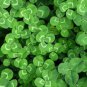 100 PCS Seeds Shamrock Oxalis Medicago Trifolium Flower