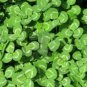 100 PCS Seeds Shamrock Oxalis Medicago Trifolium Flower