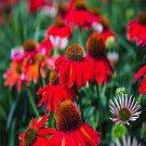 200 PCS Seeds sHeirloom Red Ruby Echinacea Perennial Coneflower 200 PCS Seeds sHeirloom Red Ruby Echinacea Perennial Coneflower