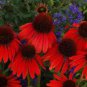 200 PCS Seeds sHeirloom Red Ruby Echinacea Perennial Coneflower