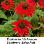 200 PCS Seeds sHeirloom Red Ruby Echinacea Perennial Coneflower