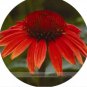 200 PCS Seeds sHeirloom Red Ruby Echinacea Perennial Coneflower
