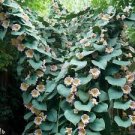 25 PCS Seeds Shell Flower Seeds Garden Plants Ornamental Plants 25 PCS Seeds Shell Flower Seeds Garden Plants Ornamental Plants