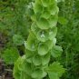 25 PCS Seeds Shell Flower Seeds Garden Plants Ornamental Plants