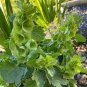 25 PCS Seeds Shell Flower Seeds Garden Plants Ornamental Plants