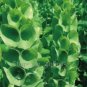 25 PCS Seeds Shell Flower Seeds Garden Plants Ornamental Plants