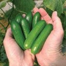 20 PCS Seeds Short Green Cucumber Organic 20 PCS Seeds Short Green Cucumber Organic