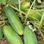 20 PCS Seeds Short Green Cucumber Organic