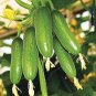 20 PCS Seeds Short Green Cucumber Organic