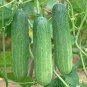 20 PCS Seeds Short Green Cucumber Organic