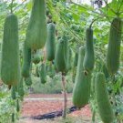 15 PCS Seeds Short Loofah Organic