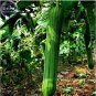 15 PCS Seeds Short Loofah Organic