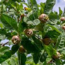 100 PCS Seeds Showy Medlar Mespilus Germanica
