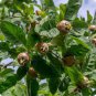 100 PCS Seeds Showy Medlar Mespilus Germanica