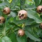 100 PCS Seeds Showy Medlar Mespilus Germanica