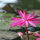 1 PCS Seeds Shy Girl Pink Water Lily Nymphaea Flower