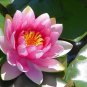 1 PCS Seeds Shy Girl Pink Water Lily Nymphaea Flower