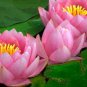 1 PCS Seeds Shy Girl Pink Water Lily Nymphaea Flower
