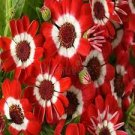 35 PCS Seeds sHybrid F1 Orange White Florist's Cineraria Bonsai 35 PCS Seeds sHybrid F1 Orange White Florist's Cineraria Bonsai