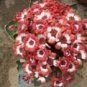 35 PCS Seeds sHybrid F1 Orange White Florist's Cineraria Bonsai