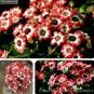 35 PCS Seeds sHybrid F1 Orange White Florist's Cineraria Bonsai
