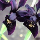 5 PCS Seeds Siberian Iris Black Gold Iris Chrysographes Flower