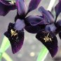 5 PCS Seeds Siberian Iris Black Gold Iris Chrysographes Flower