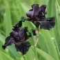 5 PCS Seeds Siberian Iris Black Gold Iris Chrysographes Flower