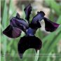 5 PCS Seeds Siberian Iris Black Gold Iris Chrysographes Flower