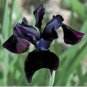 5 PCS Seeds Siberian Iris Black Gold Iris Chrysographes Flower