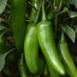 30 PCS Seeds Sichuan Green Pickled Chili
