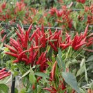 300 PCS Seeds Sichuan Red Pickled Chili 300 PCS Seeds Sichuan Red Pickled Chili