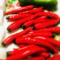 300 PCS Seeds Sichuan Red Pickled Chili
