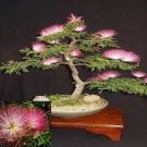 10 PCS Seeds Silk Floss Tree Albizzia Julibrissin Bonsai Nemu Tree 10 PCS Seeds Silk Floss Tree Albizzia Julibrissin Bonsai Nemu Tree