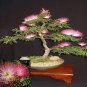 10 PCS Seeds Silk Floss Tree Albizzia Julibrissin Bonsai Nemu Tree