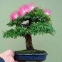 10 PCS Seeds Silk Floss Tree Albizzia Julibrissin Bonsai Nemu Tree