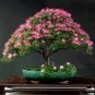 10 PCS Seeds Silk Floss Tree Albizzia Julibrissin Bonsai Nemu Tree