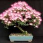 10 PCS Seeds Silk Floss Tree Albizzia Julibrissin Bonsai Nemu Tree
