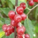 50 PCS Seeds Silver Berry Elaeagnus Umbellata