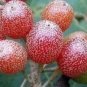 50 PCS Seeds Silver Berry Elaeagnus Umbellata