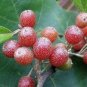 50 PCS Seeds Silver Berry Elaeagnus Umbellata
