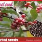 50 PCS Seeds Silver Berry Elaeagnus Umbellata