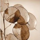 20 PCS Seeds Silver Fan Grass Seeds Lunaria Annua Flowers Rare Garden Home Planting 20 PCS Seeds Silver Fan Grass Seeds Lunaria Annua Flowers Rare Garden Home Planting
