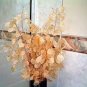 20 PCS Seeds Silver Fan Grass Seeds Lunaria Annua Flowers Rare Garden Home Planting