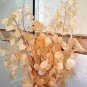 20 PCS Seeds Silver Fan Grass Seeds Lunaria Annua Flowers Rare Garden Home Planting