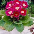10 PCS Seeds Sinningia Speciosa Mixed 10 PCS Seeds Sinningia Speciosa Mixed