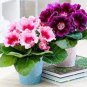 10 PCS Seeds Sinningia Speciosa Mixed
