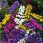 30 PCS Seeds Sinuata Pacific Mixed Statice Flowers
