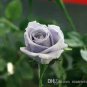 50 PCS Seeds sJohnny Light Purple Rose Flower Garden